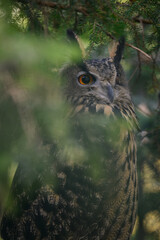 Great horned owl in a pine tree behind a branch.
