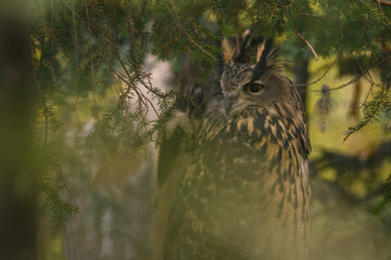 Great horned owl in a pine tree behind a branch.
