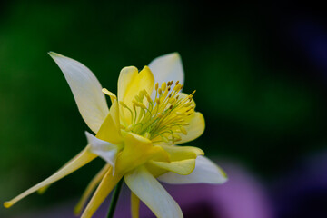 黄色のキバナオダマキの花