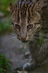 Fisher cat bred in captivity.
