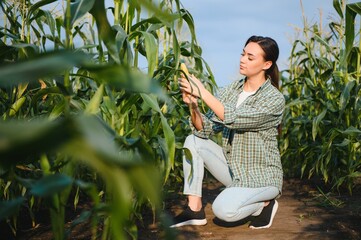 Pretty young farmer woman in corn field in early summer and checking quality of leaves