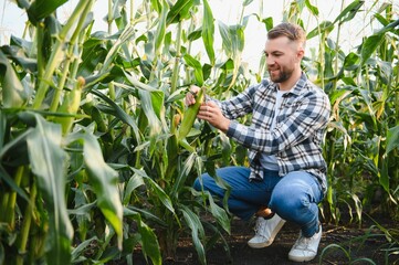 A man inspects a corn field and looks for pests. Successful farmer and agro business