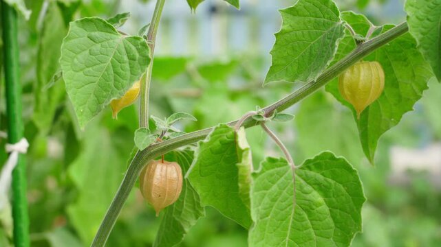 Close-up of almost ripe physalis on bush, close-up on blurred background