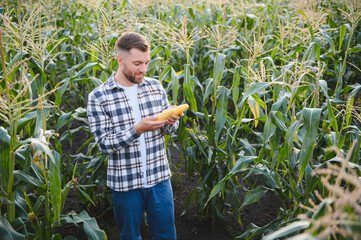 Yong handsome agronomist in the corn field and examining crops before harvesting. Agribusiness concept. agricultural engineer standing in a corn field