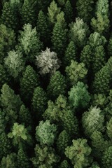 Lush green forest canopy showing different tree species from above