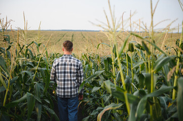 Naklejka premium Yong handsome agronomist in the corn field and examining crops before harvesting. Agribusiness concept. agricultural engineer standing in a corn field