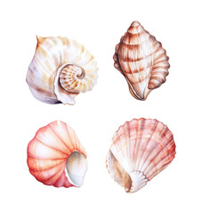 shells isolated on white
