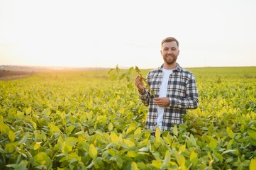 A farmer inspects a green soybean field. The concept of the harvest