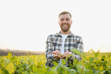 A farmer inspects a green soybean field. The concept of the harvest