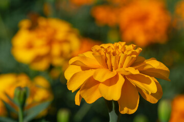 Orange-hued marigolds