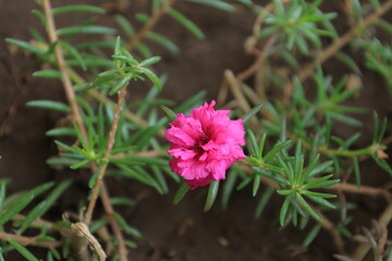 Fototapeta premium Vibrant Pink Blossom Amidst Lush Greenery