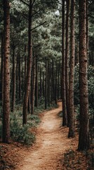 Fototapeta premium A serene forest path winding through tall trees, inviting exploration and tranquility.
