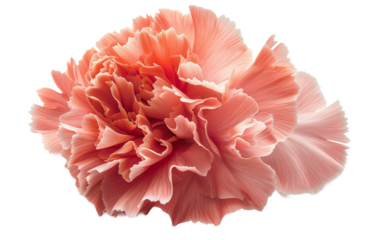 Floral Beauty: The Language of Carnation Petals on white background