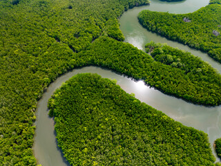 Amazing abundant mangrove forest, Aerial view of forest trees Rainforest ecosystem and healthy environment background, Texture of green trees forest top down, High angle view