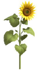 Fototapeta premium “Bright Sunflower Head with Petals Spread on Transparent Background” – A PNG of a Large, Detailed Sunflower for Floral and Nature Designs