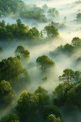 Serene Morning Mist Over Lush Green Forest with Sunlight Filtering Through Trees Creating a Dreamlike Atmosphere in a Tranquil Natural Landscape
