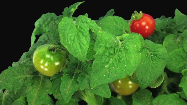 Time lapse of growing and ripening tomato VEGETABLES