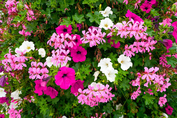 Background with colorful flowers. Flowering plants close-up.
