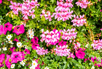 Background with colorful flowers. Flowering plants close-up.
