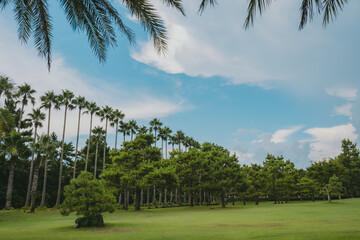 야자수, 자연, 풍경