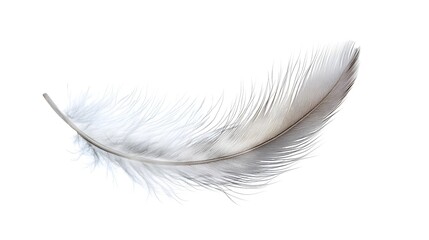 Obraz premium Delicate Feather Sticker Floating on a White Background