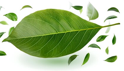 Obraz premium Isolated closeup of fresh green clover leaves on a white background