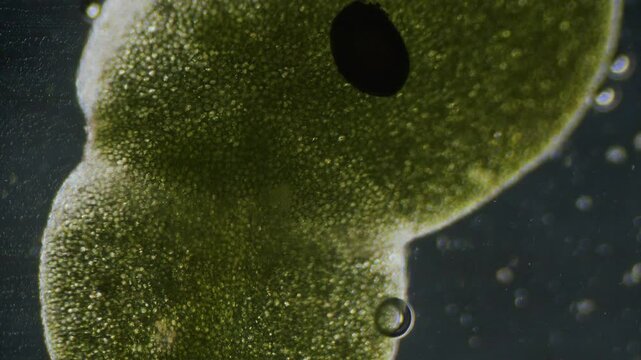 Common duckweed producing oxygen bubbles close up under microscope dark filed view
