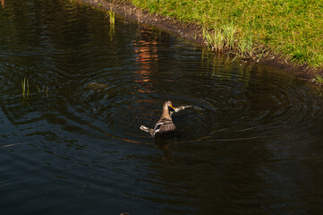 ducks swim on the waves in the water