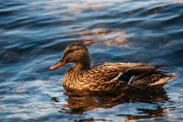 ducks swim on the waves in the water