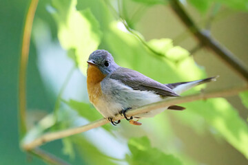 Red-breasted flycatcher (Ficedula parva)