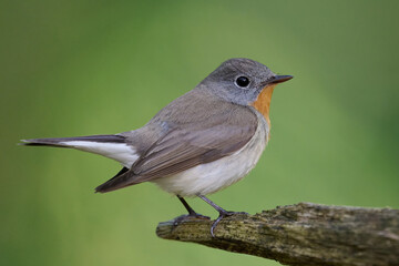 Red-breasted flycatcher (Ficedula parva)