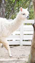 cute fluffy alpacas in the farm