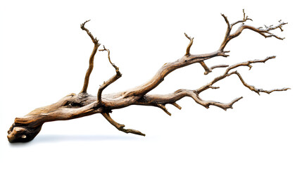Dry branch of a tree isolated on white background