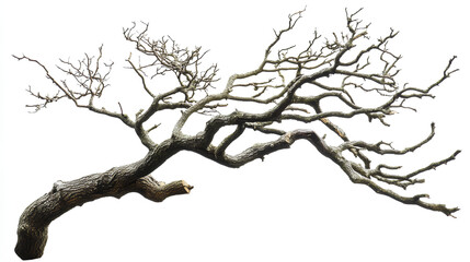 Dry branch of a tree isolated on white background