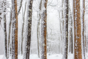 Fototapeta premium Winter forest covered with snow
