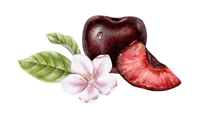 Sweet cherry berry with drop, slice of cherry fruit, flower and leaves. Isolated hand drawn watercolor illustration. Botanical design for packaging of goods, wedding cards, cosmetic