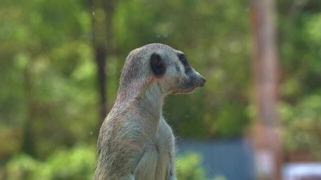 A cute African small mongoose, meerkat, suricata suricatta on sentry duty, perch on a high point, guarding the perimeter, close up shot.