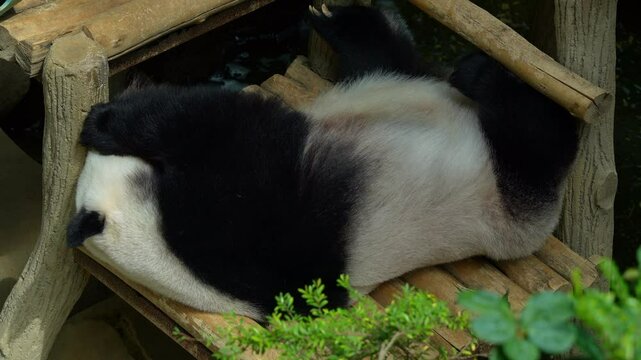 Cute panda, ailuropoda melanoleuca, resting lazily on a wooden platform, sleeping peacefully in the afternoon on an idyllic day, breathing heavily and snoring.