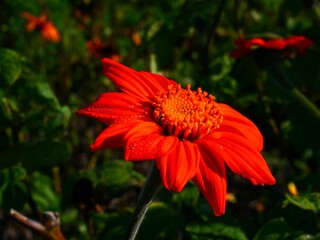 Vibrant red flower with dewdrops