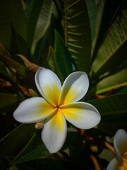 frangipani plumeria flower