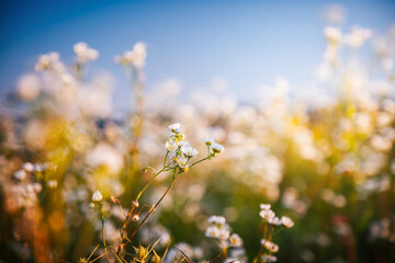 Small white wildflowers in spring meadow close-up with blurred background behind.