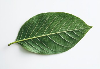 Obraz premium Single green leaf with visible veins isolated on white background.