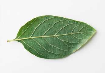 Obraz premium Single green leaf with visible veins isolated on white background.