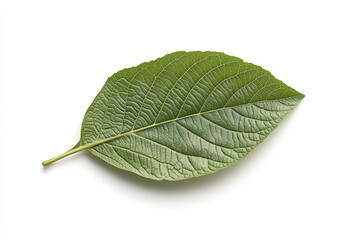 A single, green leaf with prominent veins, isolated on a white background.