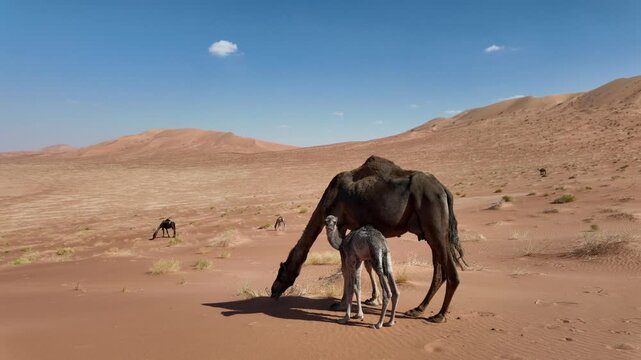 A Black Camel with calf in Oman's Rub' al-Khali desert captivates with its sleek charm and curious gaze, embodying resilience in the arid expanse, a symbol of hope and continuity. Saudi Arabia border