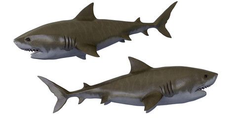 Tiger Shark isolated on white