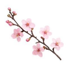 A delicate branch of pink blossoms showcases multiple flowers and buds, embodying the beauty of spring. Transparent background.