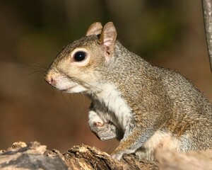 Obraz premium Gray squirrel perched on a log in the forest.