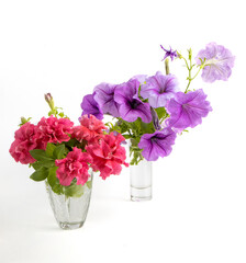 Different petunia flowers isolated on a white background, double and ampelous petunia. Red double flowers and purple with dark veins