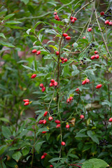 Rosehip on the rosa canina bush  in early autumn, ready for harvest. Lots of red healthy berries, foraging for wild food.